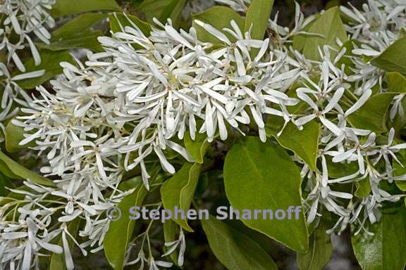 chionanthus retusus 4 graphic